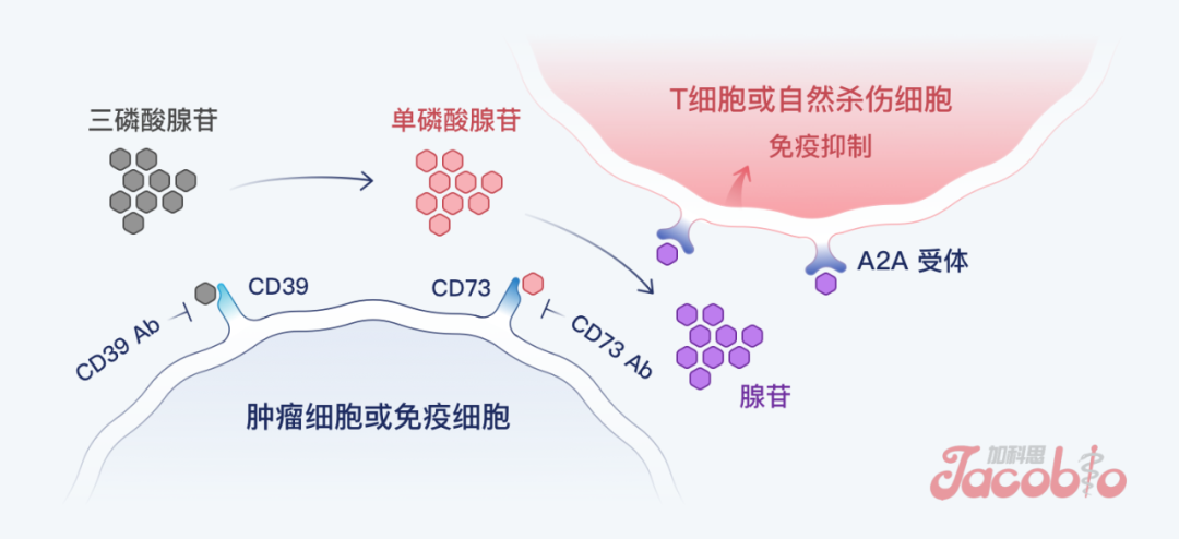 日韩欧美一区二区三区免费观看