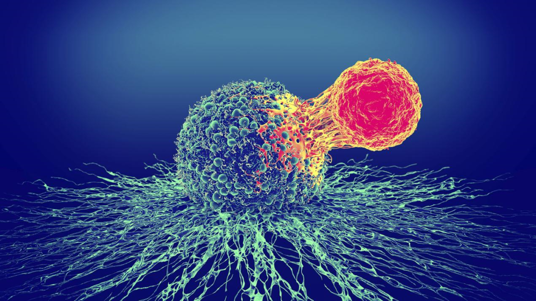 日韩欧美一区二区三区免费观看